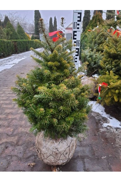 Пихта корейская - ком25кг/вис.60-80см/Ø35-40см 